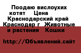 Поодаю вислоухих котят  › Цена ­ 1 500 - Краснодарский край, Краснодар г. Животные и растения » Кошки   